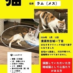 迷子猫を探しています（三毛メス）