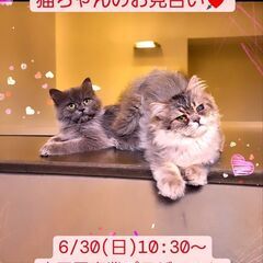 6/30(日)譲渡会♪　生後5か月長足マンチカン兄弟(⋈◍＞◡＜...