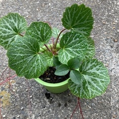 植物　ガーデニング　3点セット　クリスマスローズ2株、ユキノシタ1株