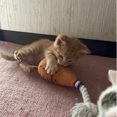 2024/4/27産まれの子猫2匹