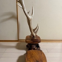 鹿の角【台付き】　の画像
