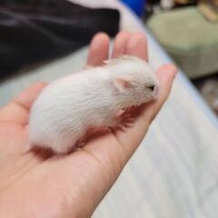 ゴールデンハムスターの里親 再募集 − 兵庫県