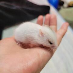 ゴールデンハムスターの里親 再募集 - 里親募集