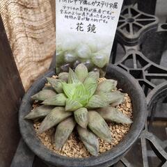 ハオルチア 花鏡