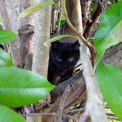 生後1～2ヶ月程のかわいい黒猫ちゃん、里親募集です。