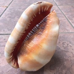 貝殻　　の画像