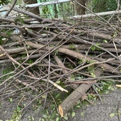伐採した後の木