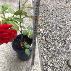 赤い薔薇の画像