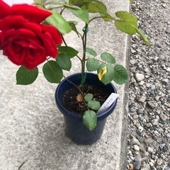 赤い薔薇