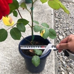 赤い薔薇の画像