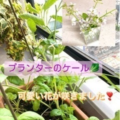 六月はピクニックティー🧺の画像