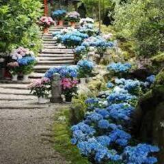 6月17日（月）岡寺　紫陽花イベント　AM8:15集合～　「東海...