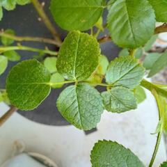 バラの鉢植え　カーディナルドゥリシュリューの画像