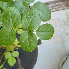 バラの鉢植え　カーディナルドゥリシュリューの画像