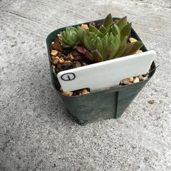 センペルビウム　トレイシースー　１　多肉植物の画像