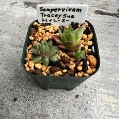 センペルビウム　トレイシースー　2 多肉植物