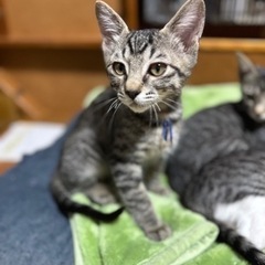 おとなしい甘えん坊きじねこ