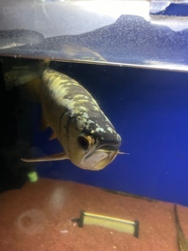 アロワナ