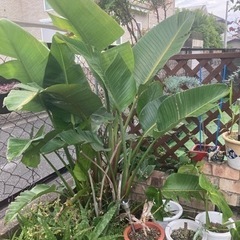 自生・オーガスタ