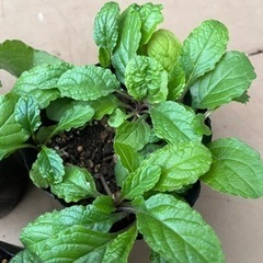 【残なし】アジュガ　レプタンス苗　差し上げますの画像