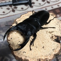 決まりました。国産オオクワガタ　能勢SR血統　♂83.1㎜　♀52.8㎜の画像