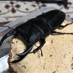 決まりました。国産オオクワガタ　能勢SR血統　♂83.1㎜　♀52.8㎜の画像