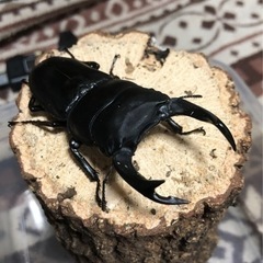 決まりました。国産オオクワガタ　能勢SR血統　♂83.1㎜　♀52.8㎜の画像