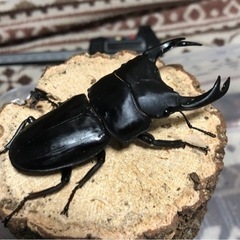 決まりました。国産オオクワガタ　能勢SR血統　♂83.1㎜　♀5...