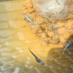 メダカ・卵・生体の画像