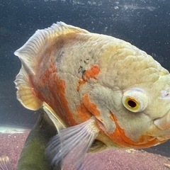 オスカー熱帯魚