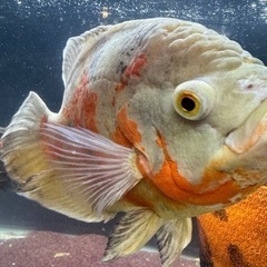 オスカー熱帯魚の画像
