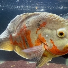 オスカー熱帯魚の画像