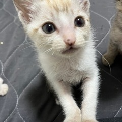【保護猫】2匹の子猫の里親様を募集しています✨
