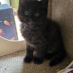 4月1日生まれの黒猫です