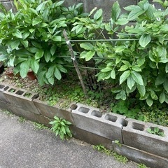 花壇　植木　土　ブロック　レンガ　植木鉢　ガーデニング