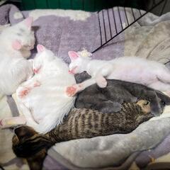 子猫の里親募集