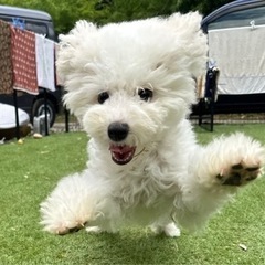 【飼い主様決まりました】明るいビションフリーゼの女の子🫧