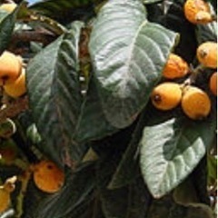 ビワの葉を譲ってください