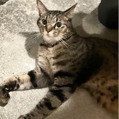 里親募集 キジトラ