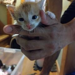 子猫里親募集