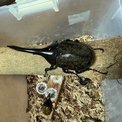 ヘラクレスオオカブト　ペアの画像