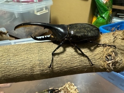 ヘラクレスオオカブト　ペア