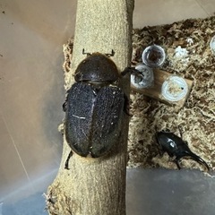 ヘラクレスオオカブト　ギネス血統　メス