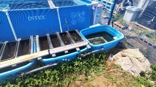 【現役】水耕栽培システム一式(キングたらい110×7)あげます！(プランターは除く)