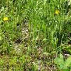 ★お庭の雑草年間管理します★