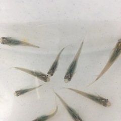 完売/ありがとうございました　メダカ　深海マリンブルー　選別前　10匹ワンコイン500円〜の画像