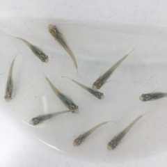 完売/ありがとうございました　メダカ　深海マリンブルー　選別前　...