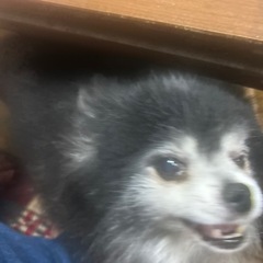 ポメラニアンの黒のおじぃちゃんです。