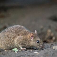 【上尾市・蓮田市】屋根裏の害獣駆除　害獣被害を解決