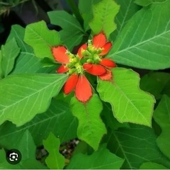 【欲しいだけ差し上げます‼️】サマーポインセチア